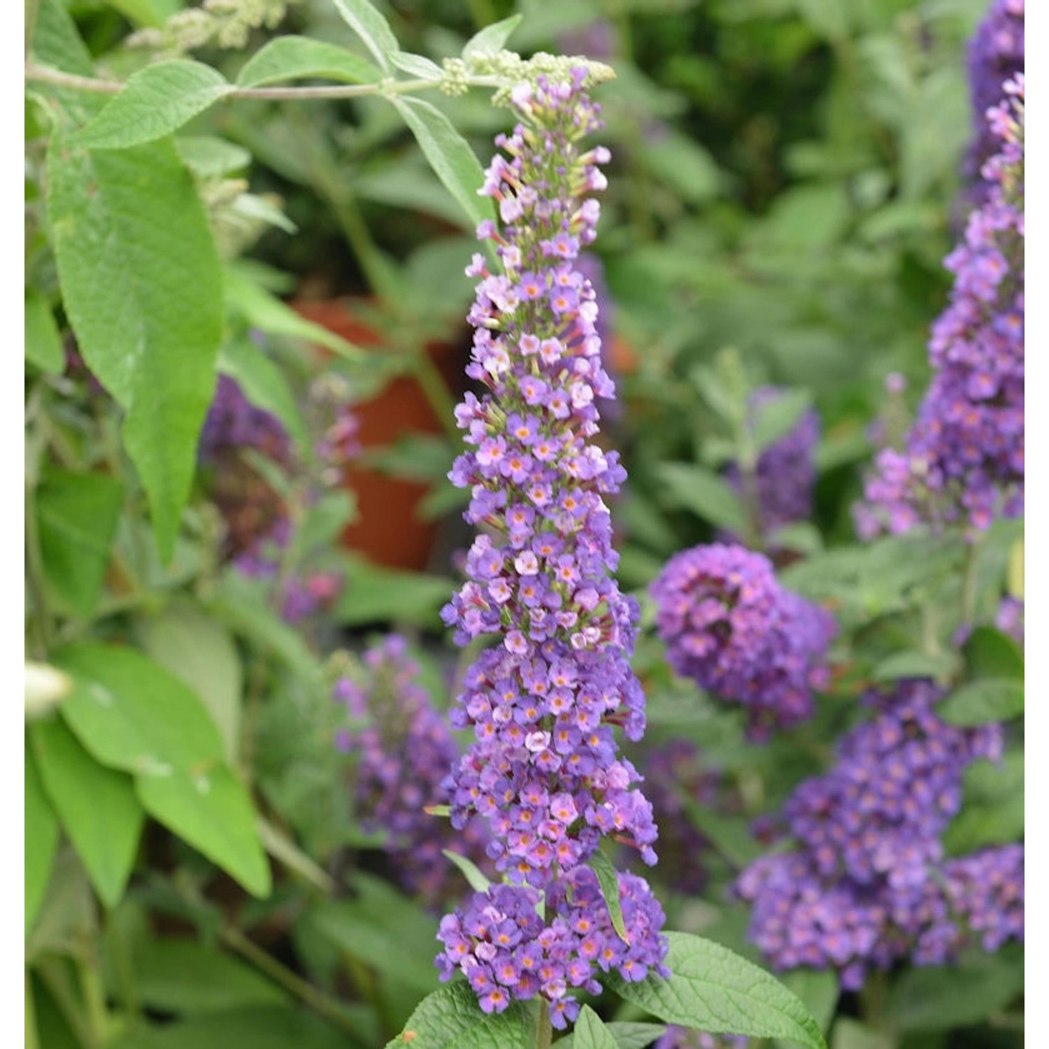 Sommerflieder Miss Violett 60-80cm - Buddleja Sommerflieder Miss Violett 60-80cm - Buddleja von Die Nr-01.de
