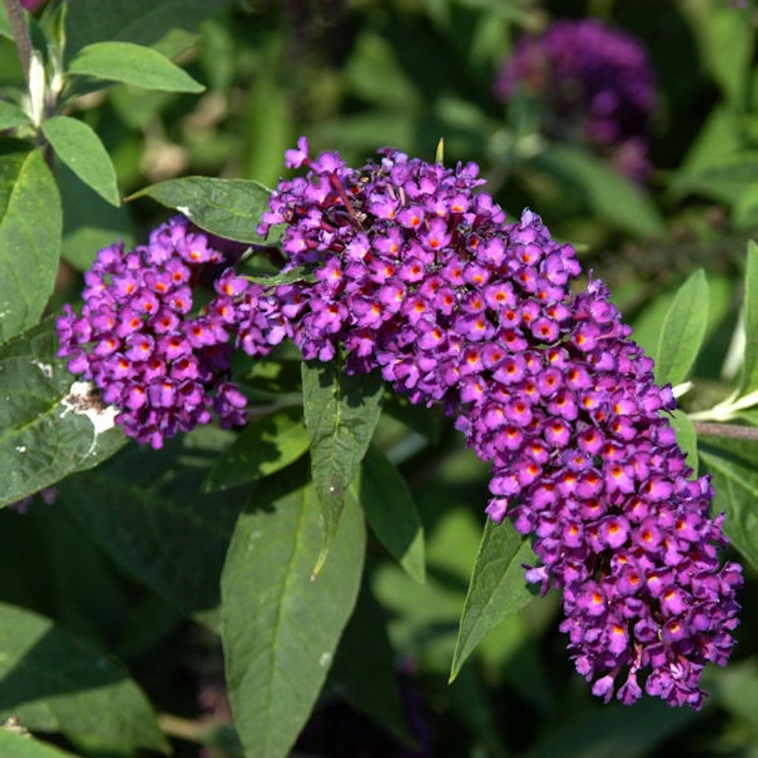 Sommerflieder Nanho Purple 60-80cm - Buddleja Sommerflieder Nanho Purple 60-80cm - Buddleja von Die Nr-01.de