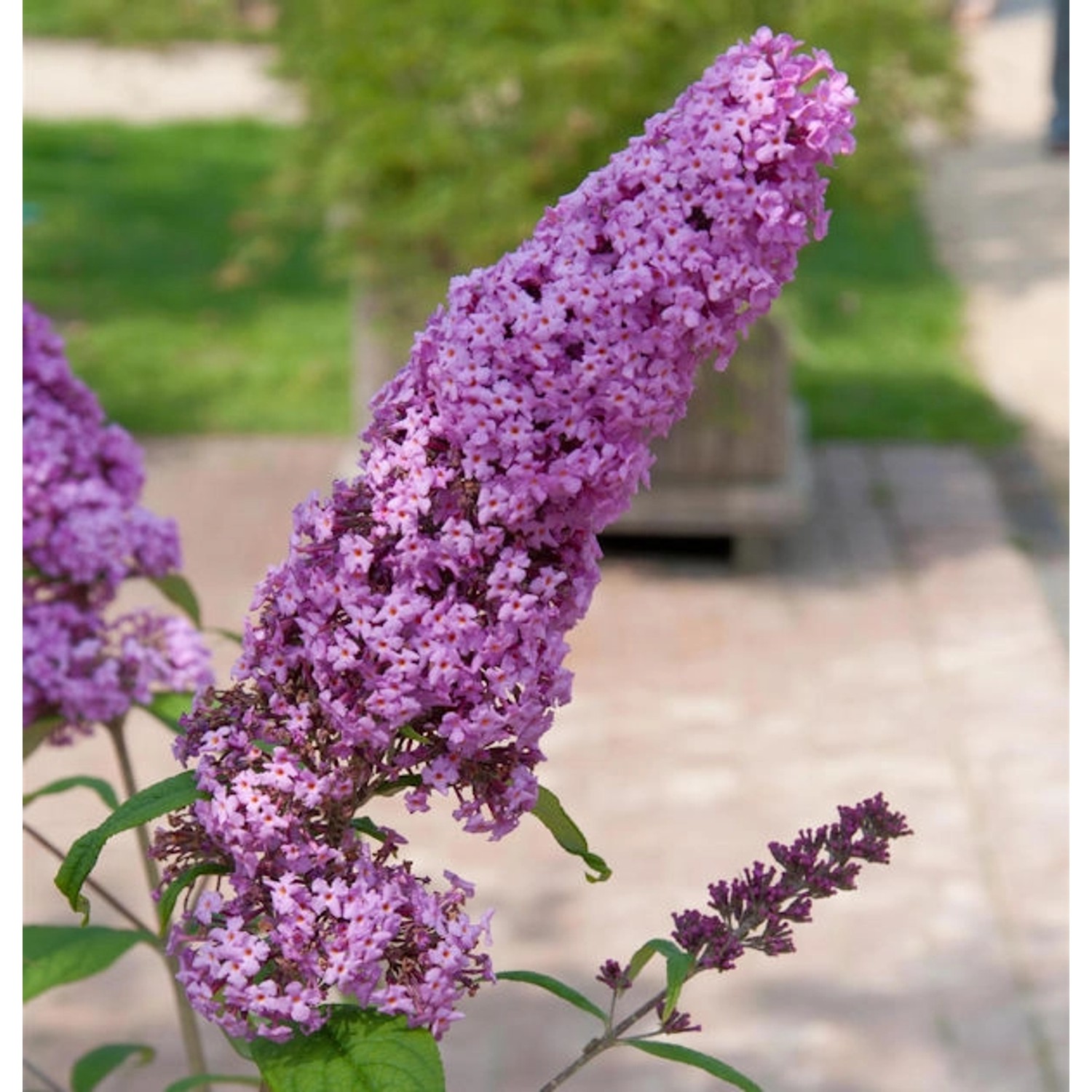 Sommerflieder Pink Delight 60-80cm - Buddleja Sommerflieder Pink Delight 60-80cm - Buddleja von Die Nr-01.de