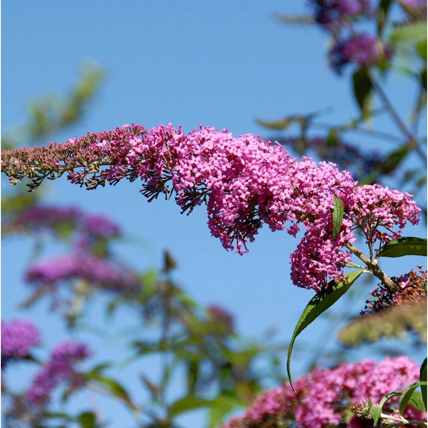 Sommerflieder Pink Panther 30-40cm - Buddleja Sommerflieder Pink Panther 30-40cm - Buddleja von Die Nr-01.de