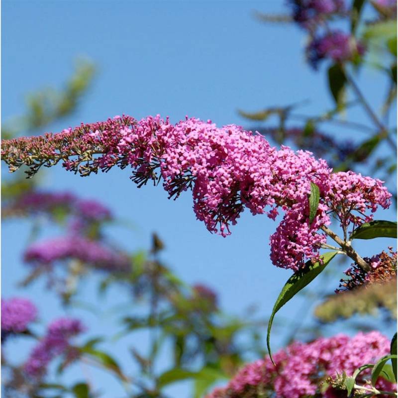 Sommerflieder Pink Panther 30-40cm - Buddleja von Die Nr-01.de