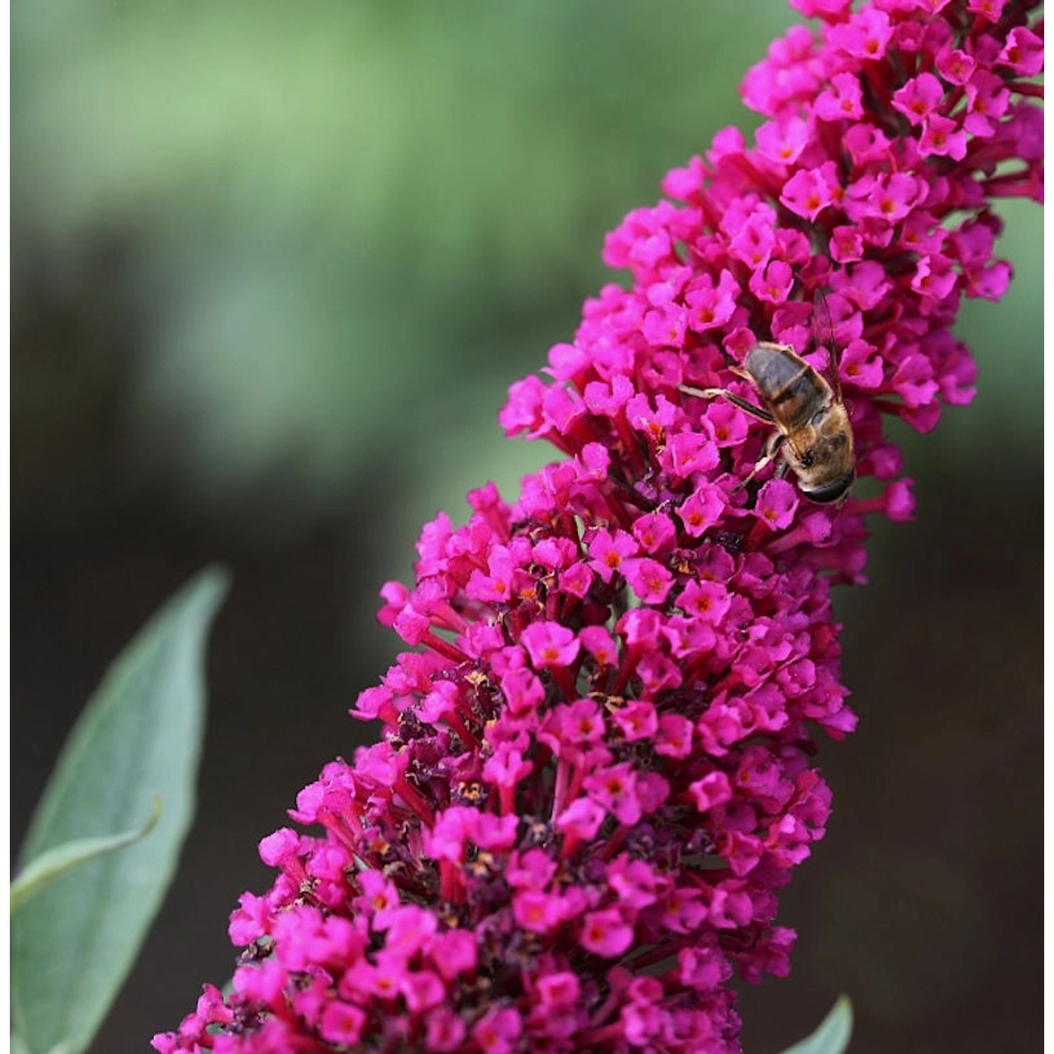 Sommerflieder Royal Red 80-100cm - Buddleja Sommerflieder Royal Red 80-100cm - Buddleja von Die Nr-01.de