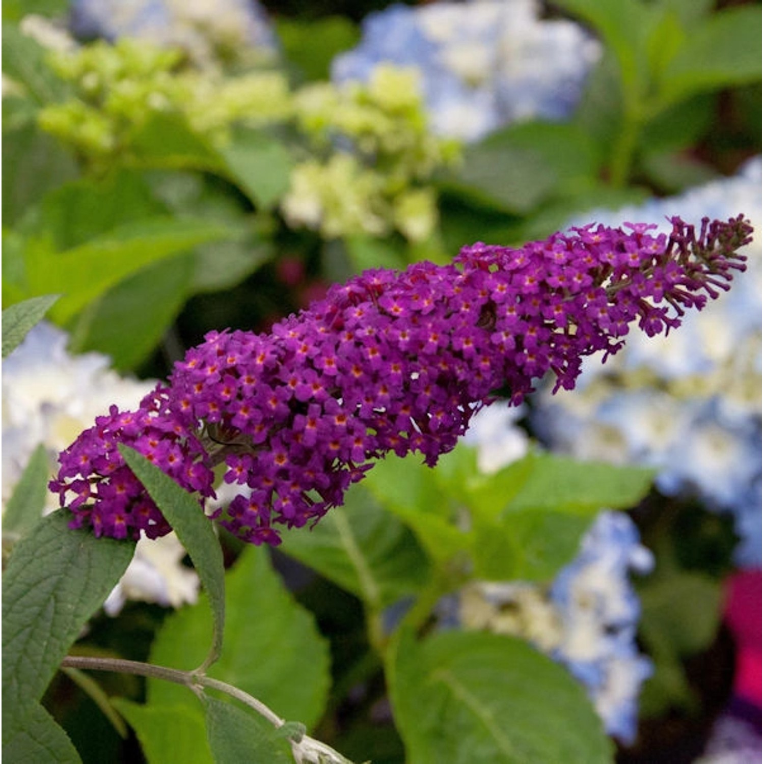 Sommerflieder Sugar Plum rot 40-60cm - Buddleja Sommerflieder Sugar Plum rot 40-60cm - Buddleja von Die Nr-01.de
