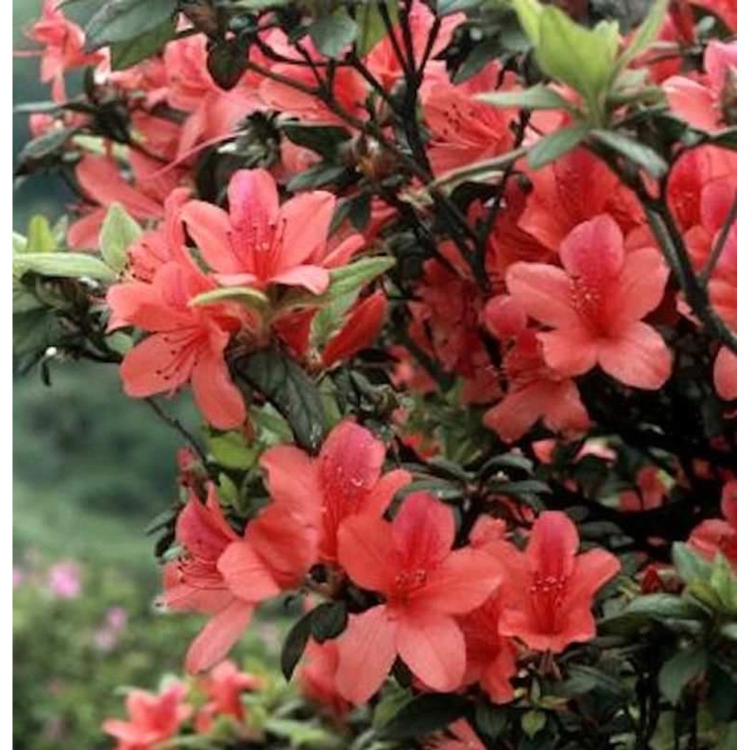 Sommergrüne Orangeblühende Azalee 50-60cm - Rhododendron prunifolium Sommergrüne Orangeblühende Azalee 50-60cm - Rhododendron prunifolium von Die Nr-01.de