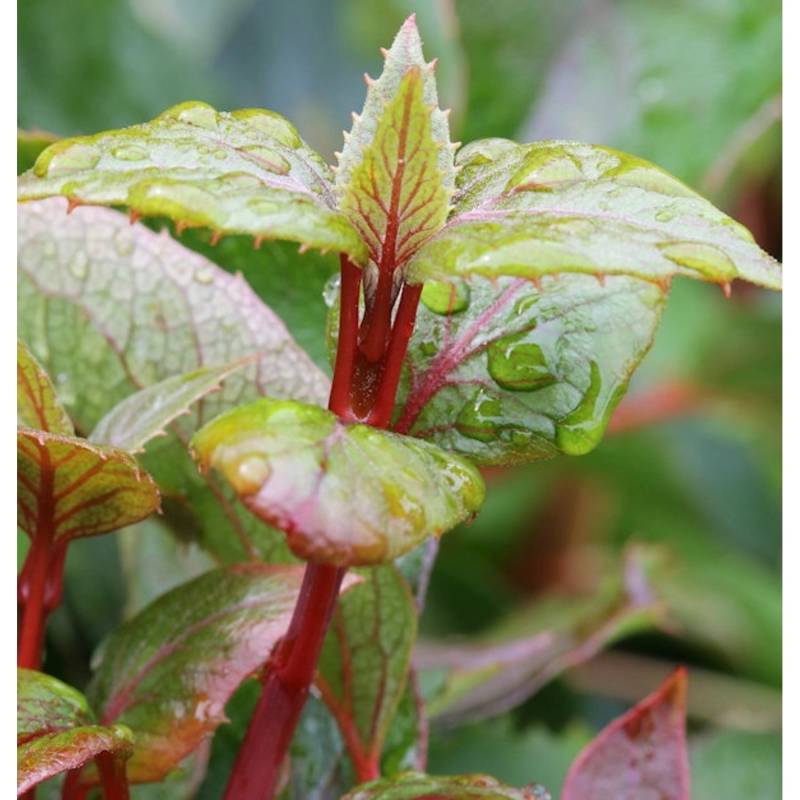 Spalthortensie Rose Sensation 60-80cm - Hydrangea schizophragma von Die Nr-01.de