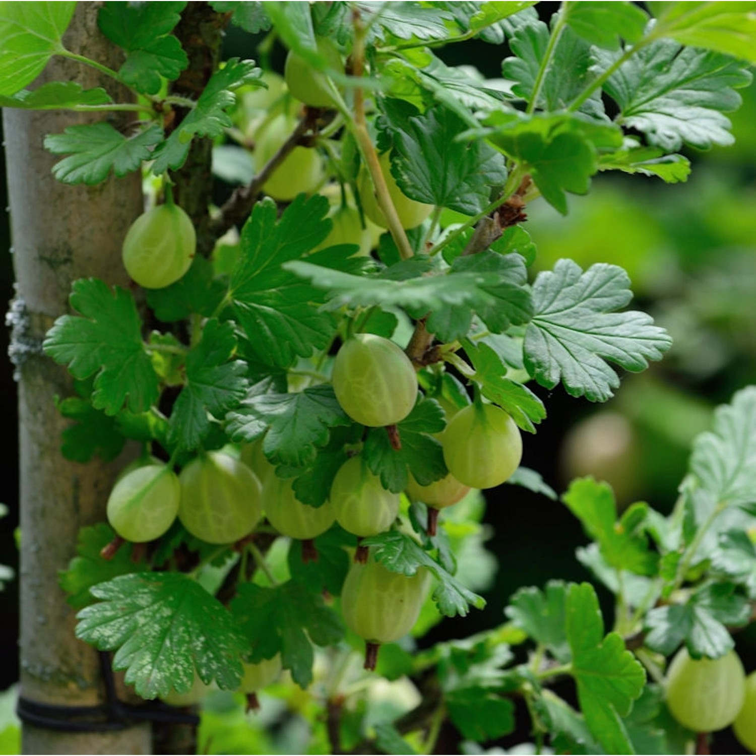 Stachelbeere Captivator 30-40cm - Ribes uva-crispa Stachelbeere Captivator 30-40cm - Ribes uva-crispa von Die Nr-01.de