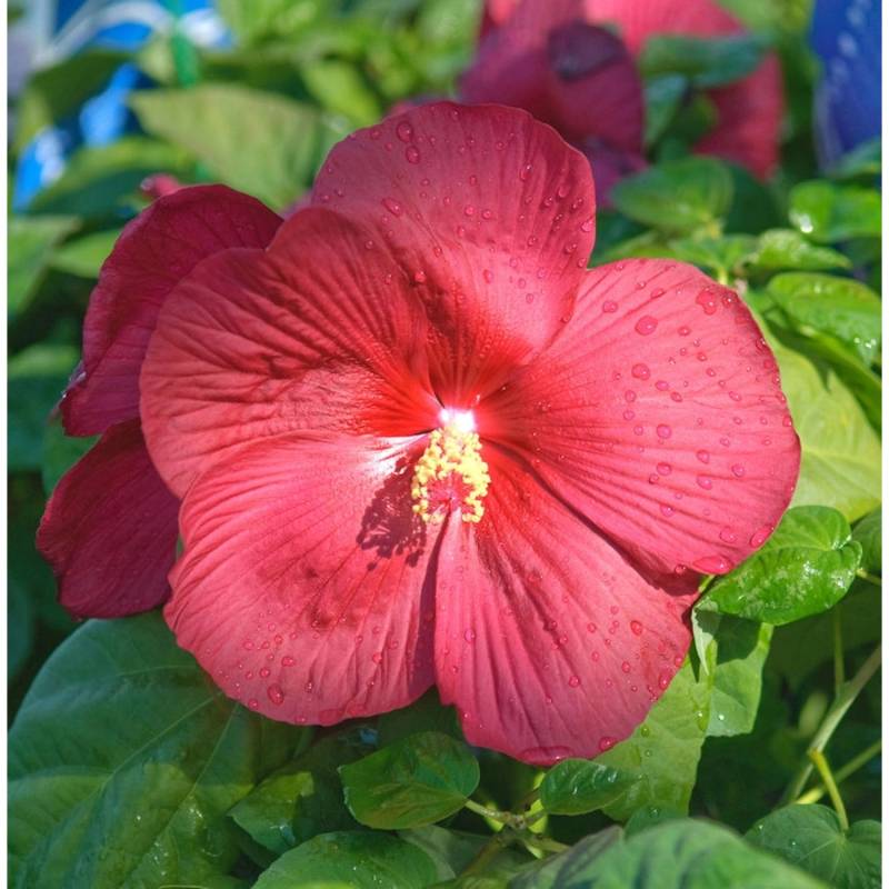 Staudeneibisch Nippon Red 20-30cm  - Hibiscus moscheutos von Die Nr-01.de