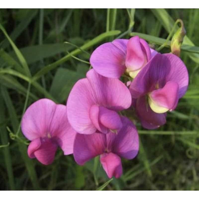 Staudenwicke Rosa Perle - Lathyrus latifolius Staudenwicke Rosa Perle - Lathyrus latifolius von Die Nr-01.de