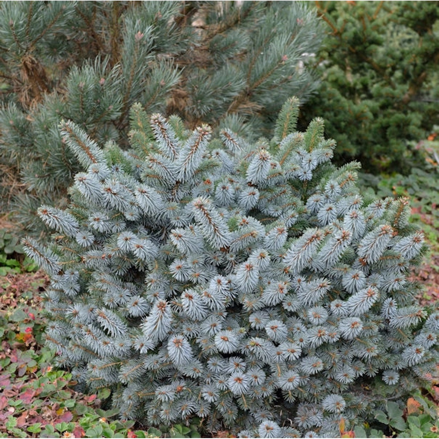 Stechfichte Silberzwerg 40-50cm - Picea sitchensis von Die Nr-01.de