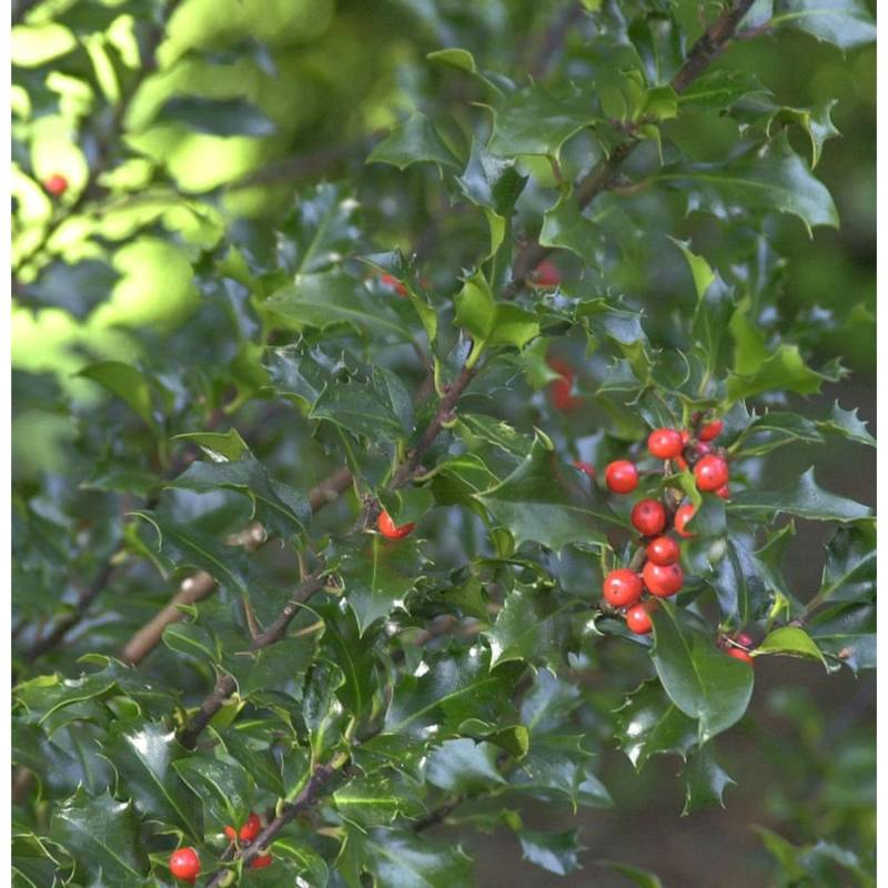 Stechpalme Ilex Blue Angel 60-80cm - Ilex meserveae Blue Angel von Die Nr-01.de
