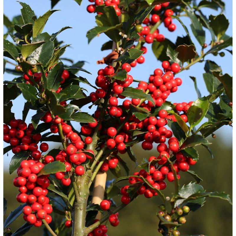 Stechpalme Ilex Blue Maid 50-60cm - ilex meserveae von Die Nr-01.de