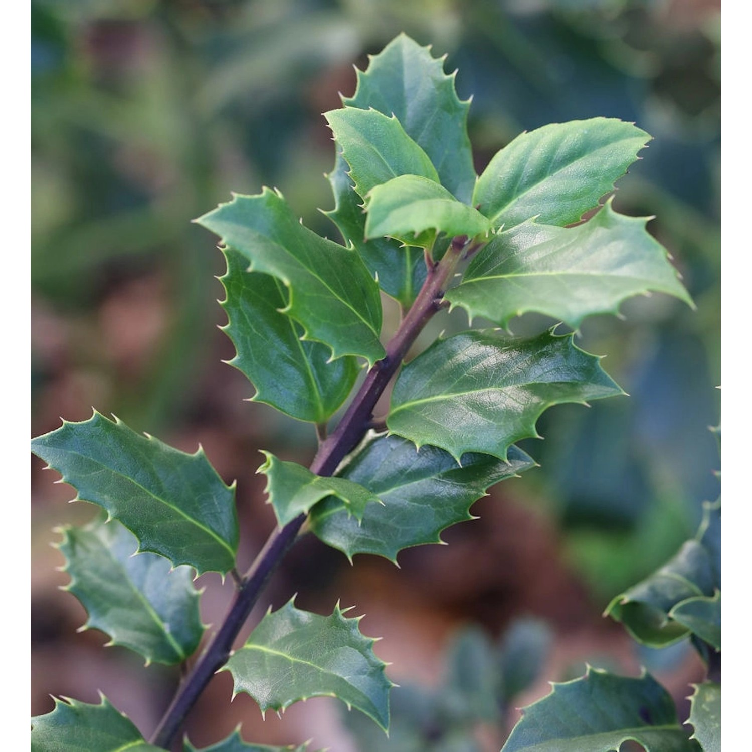 Stechpalme Ilex männlich Blue Prince 60-80cm - ilex meserveae Stechpalme Ilex männlich Blue Prince 60-80cm - ilex meserveae von Die Nr-01.de