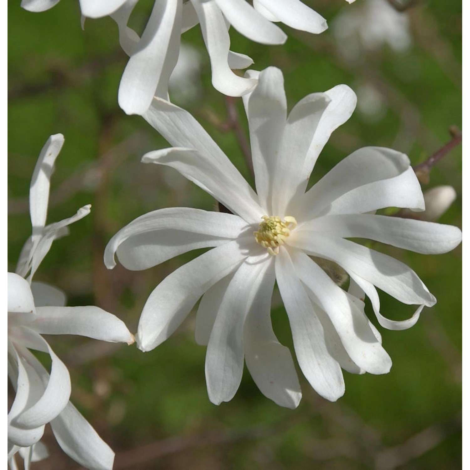 Sternmagnolie Royal Star 60-80cm - Magnolia stellata Sternmagnolie Royal Star 60-80cm - Magnolia stellata von Die Nr-01.de