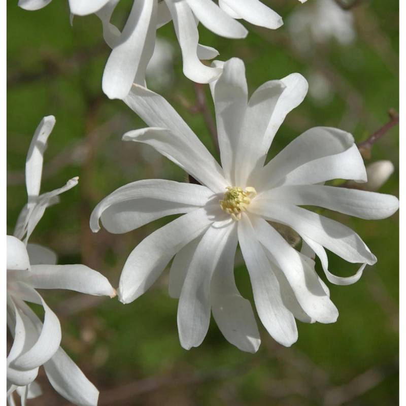 Sternmagnolie Royal Star 60-80cm - Magnolia stellata von Die Nr-01.de