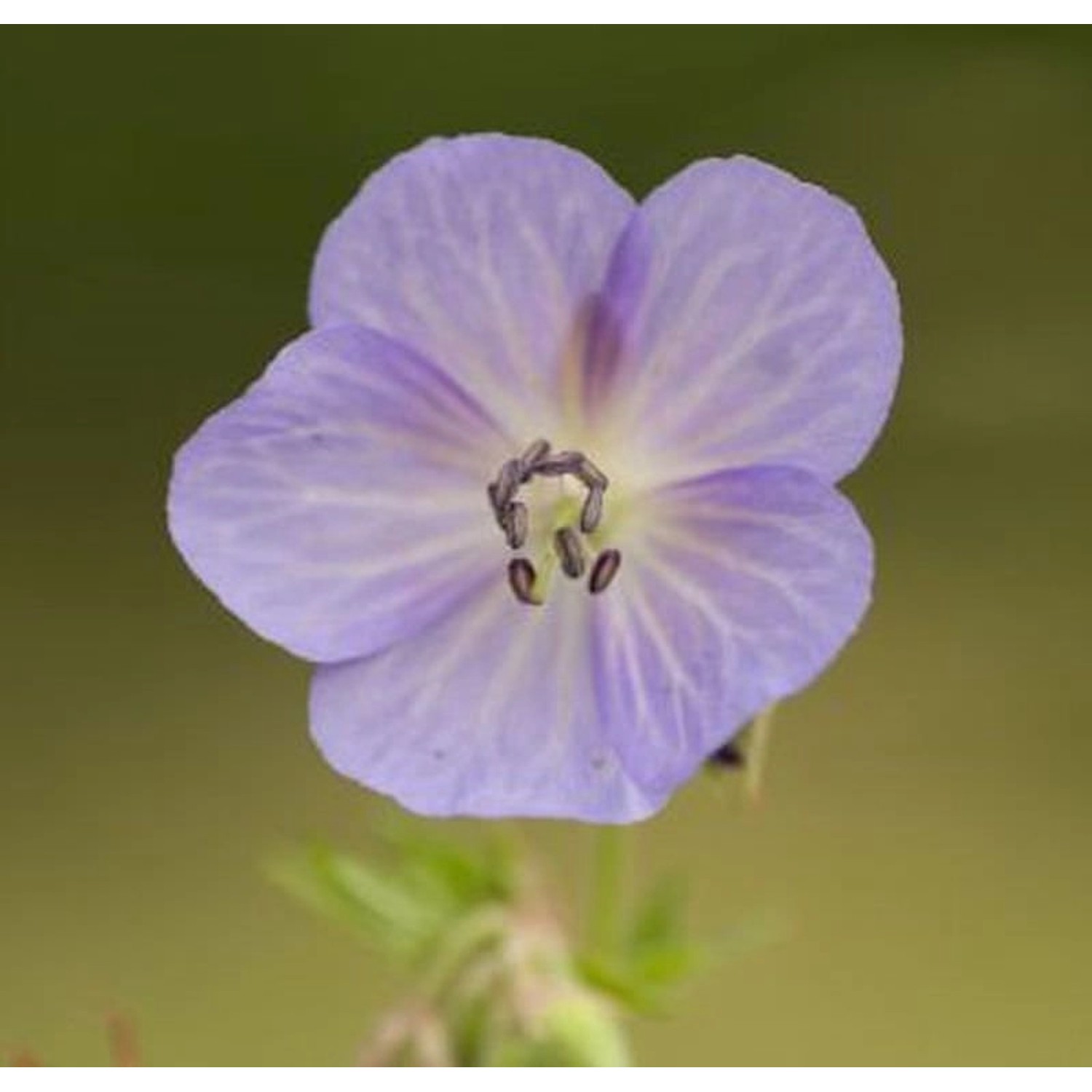 Storchenschnabel Kashmir Purple - Geranium clarkei von Die Nr-01.de