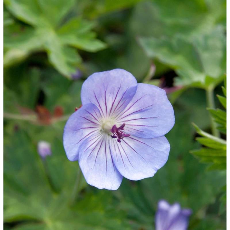 Storchschnabel Azure Rush - Geranium cultorum von Die Nr-01.de