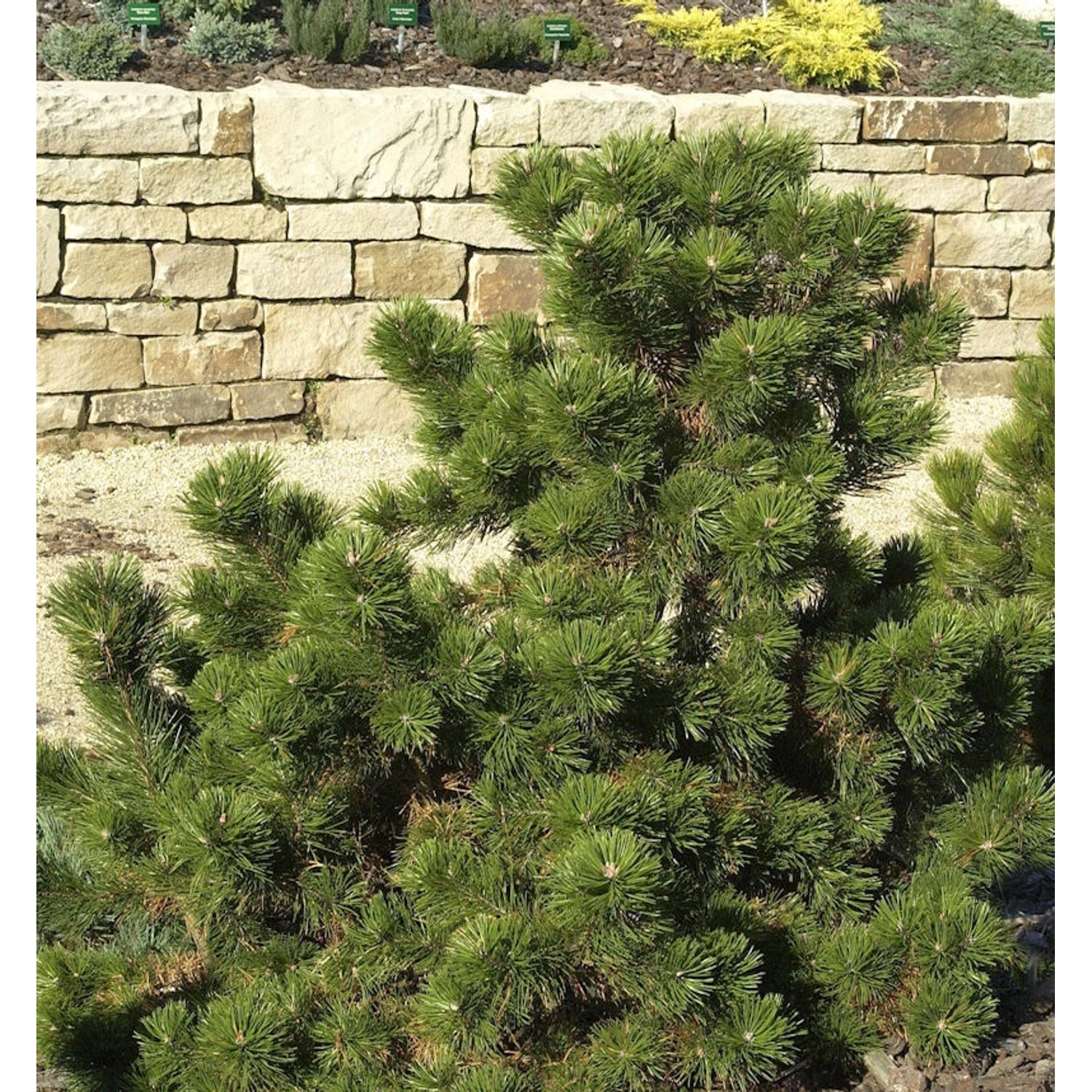 Strauchkiefer Gnom 20-25cm - Pinus mugo Strauchkiefer Gnom 20-25cm - Pinus mugo von Die Nr-01.de