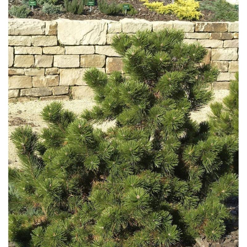 Strauchkiefer Gnom 20-25cm - Pinus mugo von Die Nr-01.de