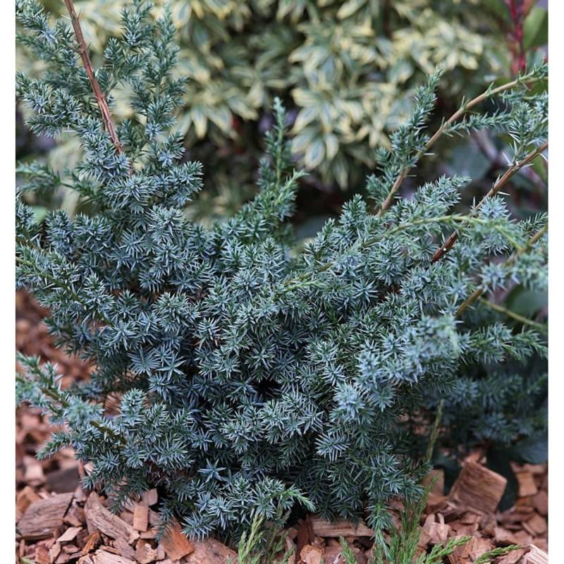 Strauchwacholder Blue Alps 20-30cm - Juniperus chinensis von Die Nr-01.de