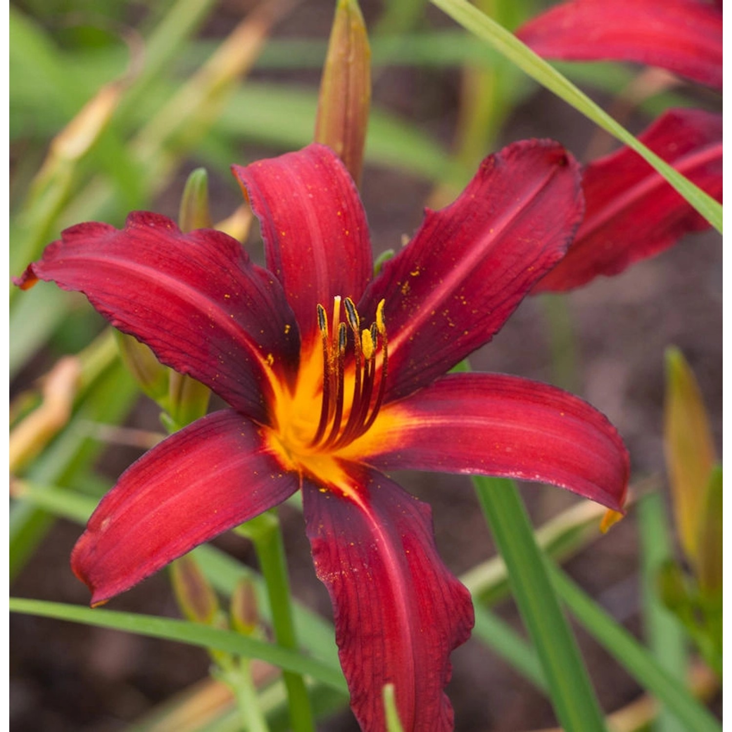 Taglilie Black Prince - Hemerocallis von Die Nr-01.de