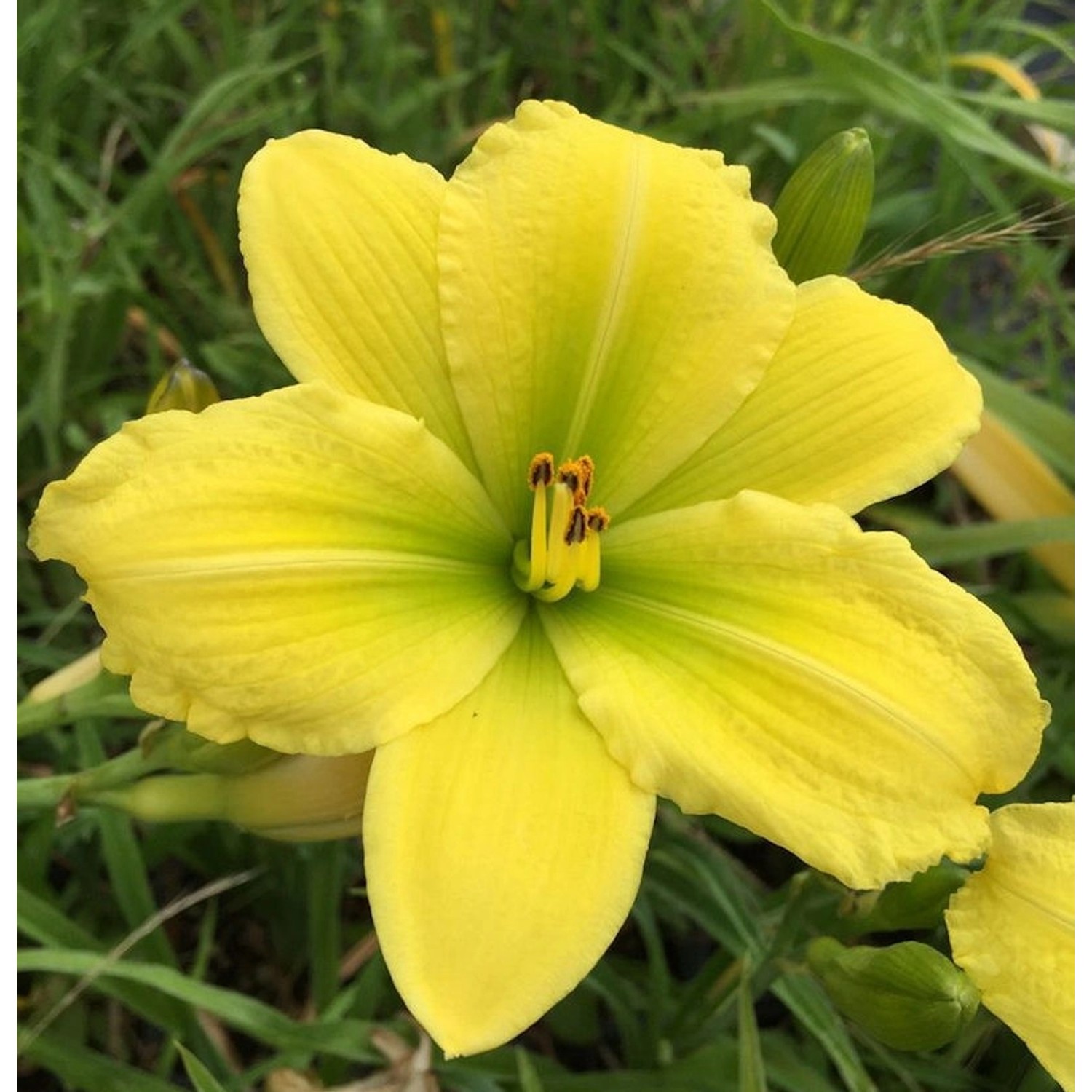 Taglilie Green Flutter - Hemerocallis cultorum Taglilie Green Flutter - Hemerocallis cultorum von Die Nr-01.de