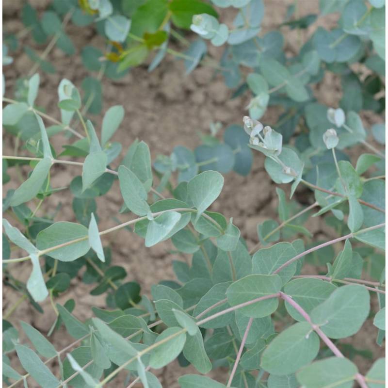 Tasmanischer Eukalyptus Silver Dollar 40-60cm - Eucalyptus gunnii von Die Nr-01.de