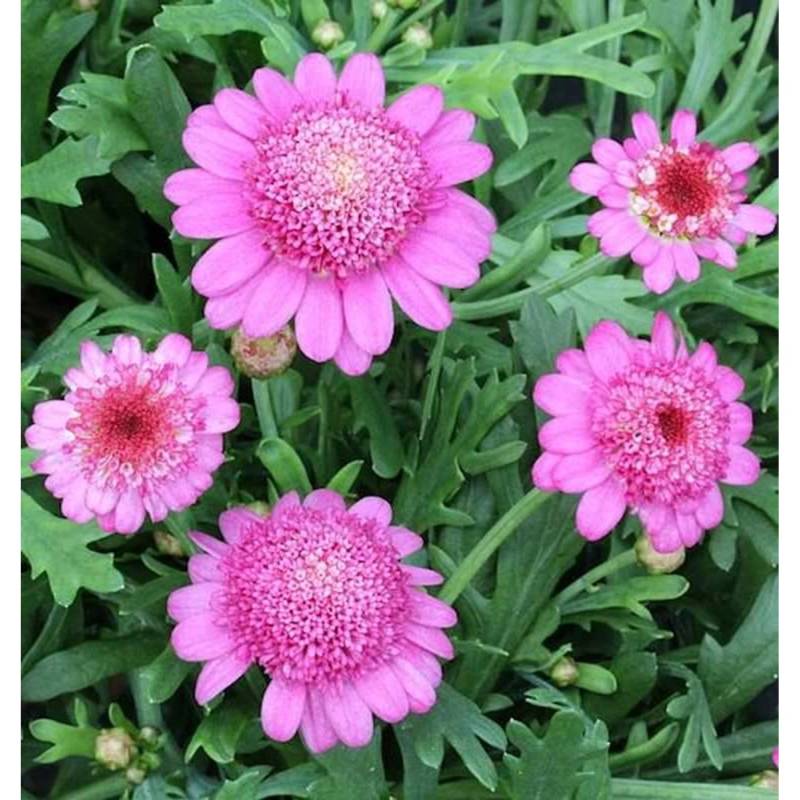 Tauben Skabiose Pink Mist - Scabiosa columbaria von Die Nr-01.de