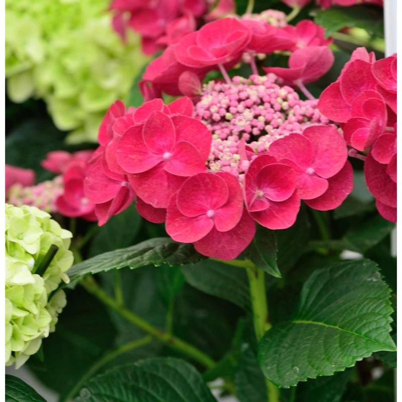 Teller Hortensie Cotton Candy 30-40cm - Hydrangea serrata von Die Nr-01.de
