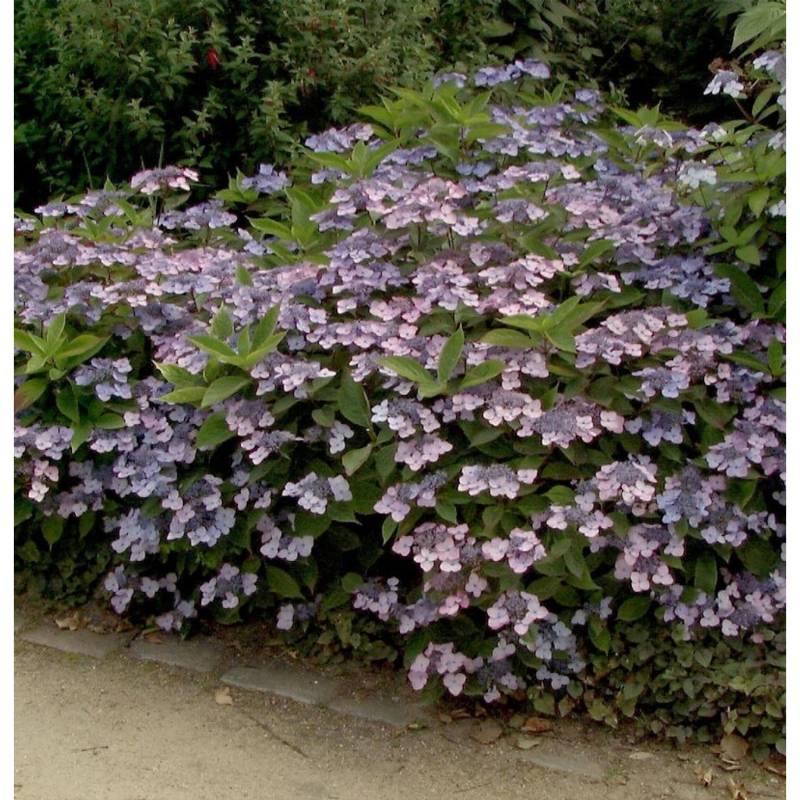 Teller Hortensie Koreana 25-30cm - Hydrangea serrata von Die Nr-01.de