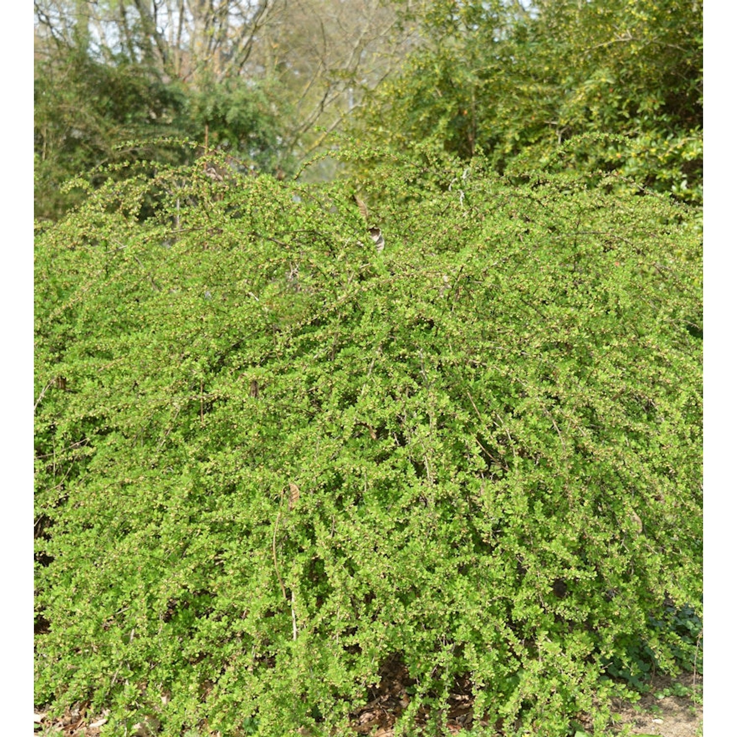 Teppich Beberitze Green Carpet 60-80cm - Berberis thunbergii Teppich Beberitze Green Carpet 60-80cm - Berberis thunbergii von Die Nr-01.de