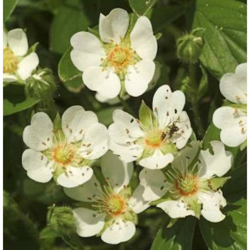 Teppich Fingerkraut Nuuk - großer Topf - Potentilla tridentata von Die Nr-01.de