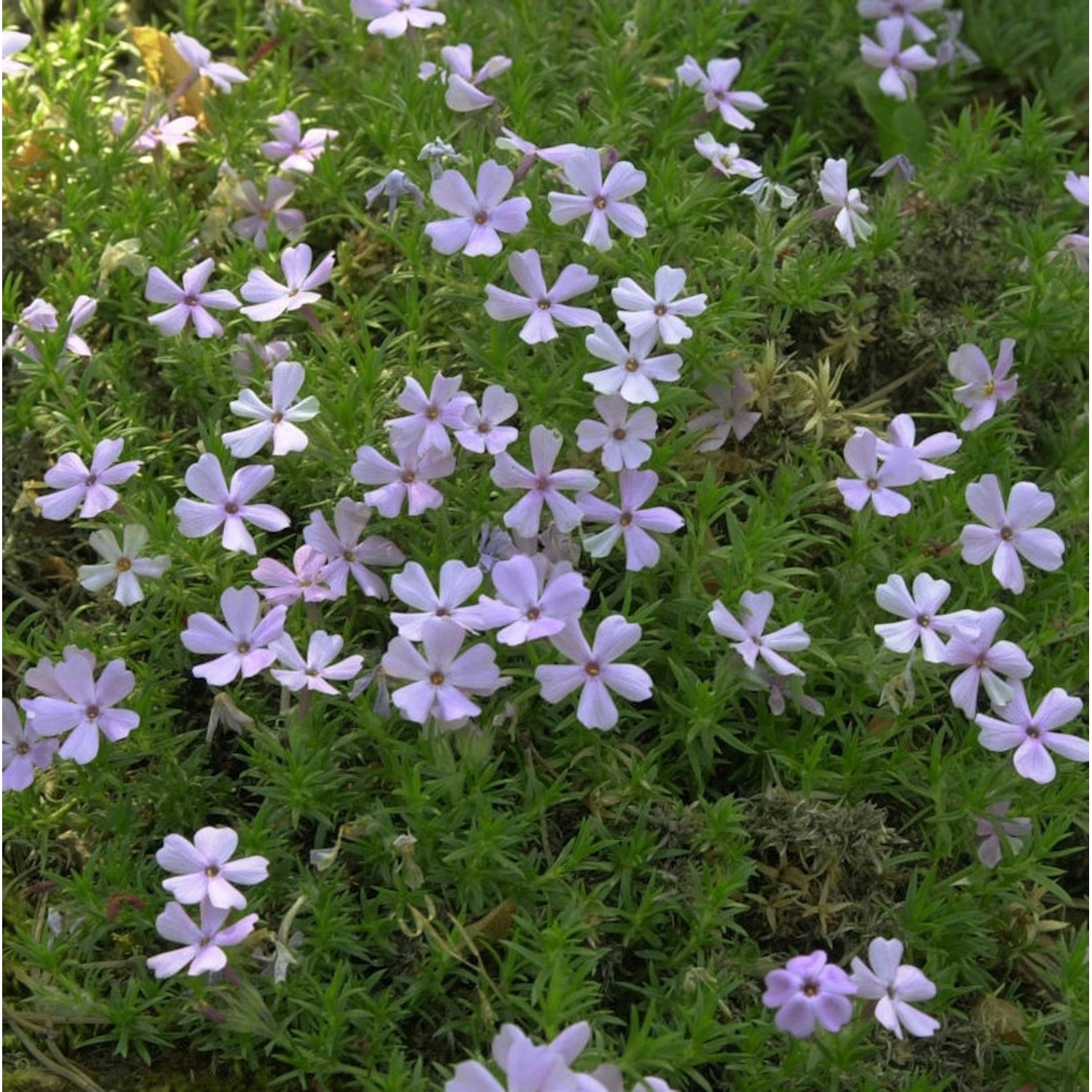 Teppich Flammenblume Rose Queen - Phlox douglasii Teppich Flammenblume Rose Queen - Phlox douglasii von Die Nr-01.de