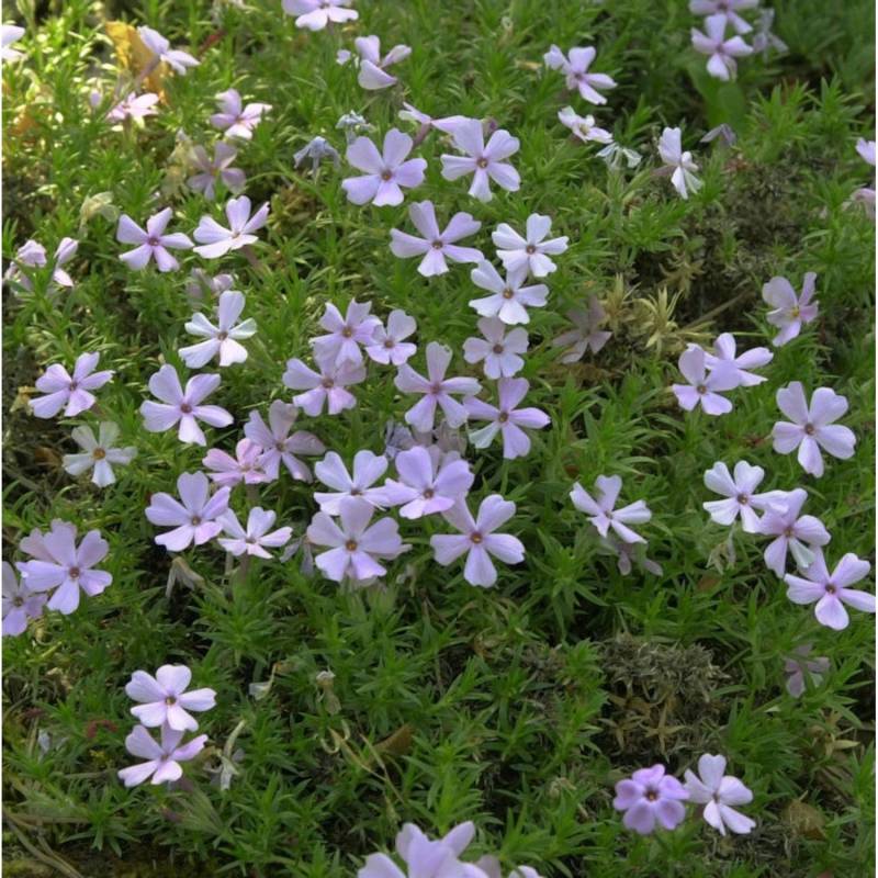 Teppich Flammenblume Rose Queen - Phlox douglasii Teppich Flammenblume Rose Queen - Phlox douglasii von Die Nr-01.de