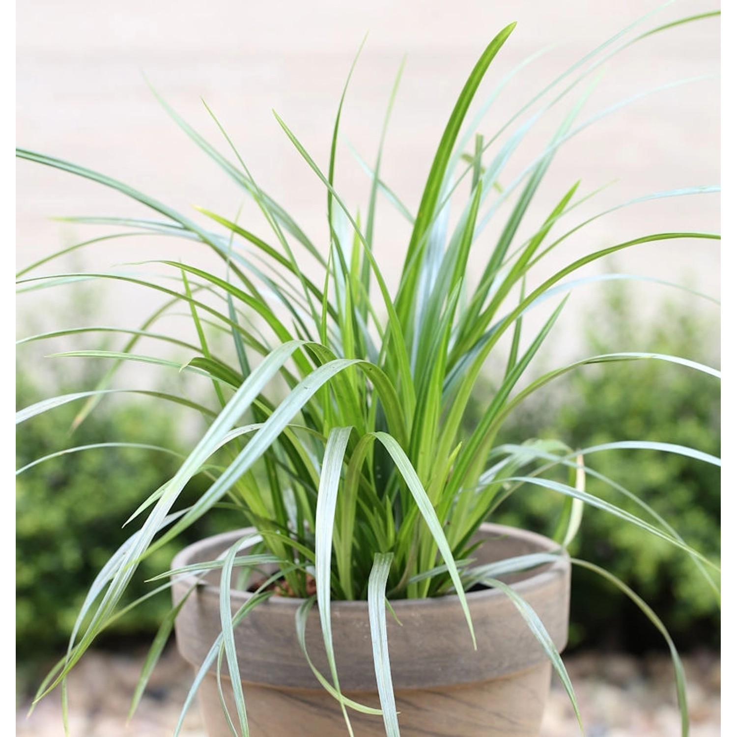 Teppich Japan Segge Irish Green - Carex foliosissima Teppich Japan Segge Irish Green - Carex foliosissima von Die Nr-01.de