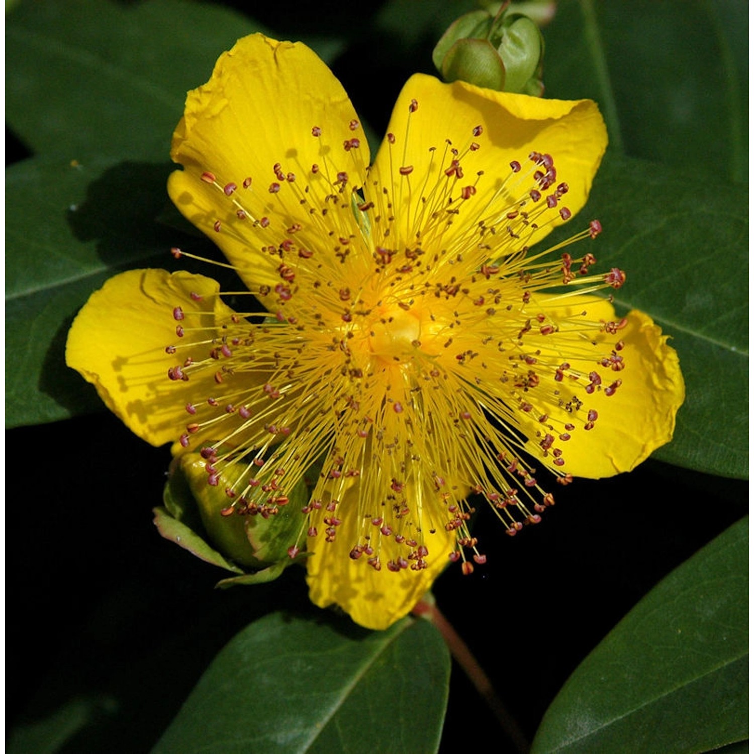 Teppich Johanniskraut Rose von Sharon - Hypericum calycinum Teppich Johanniskraut Rose von Sharon - Hypericum calycinum von Die Nr-01.de