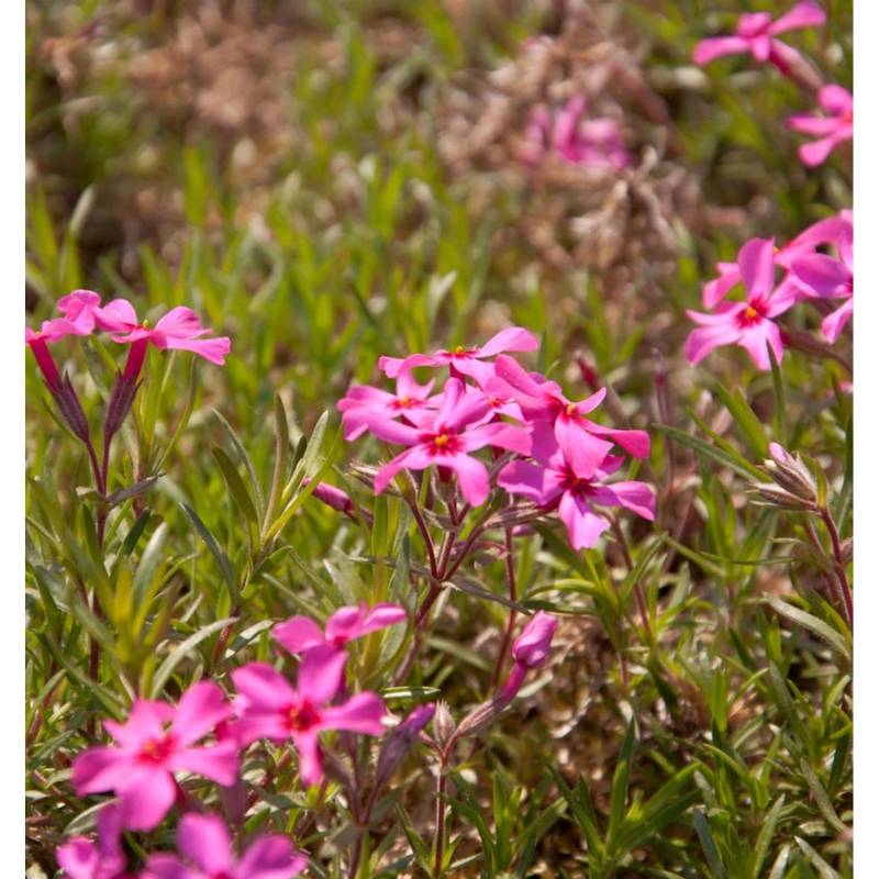 Teppich Phlox Scarlet Flame - Phlox subulata von Die Nr-01.de