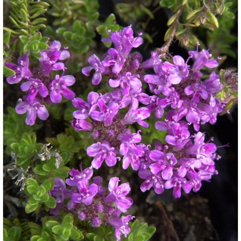 Teppich Thymian Pink Chintz - Thymus praecox von Die Nr-01.de