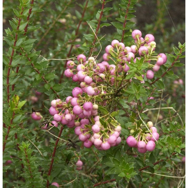 Torfmyrthe rosa Beeren - Pernettya mucronata Torfmyrthe rosa Beeren - Pernettya mucronata von Die Nr-01.de