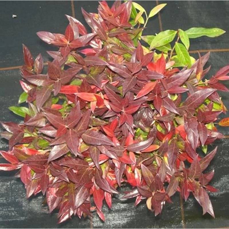 Traubenheide Traubenmyrte Red Cap 30-40cm - Leucothoe axillaris von Die Nr-01.de