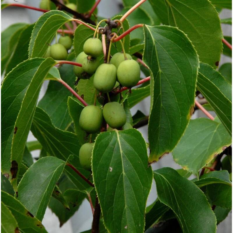 Traubenkiwi Red Jumbo 40-60cm - Actinidia arguta von Die Nr-01.de