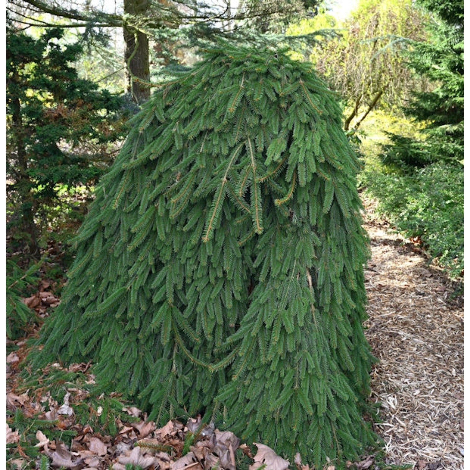 Trauer Hängefichte 60-70cm - Picea abies Inversa von Die Nr-01.de