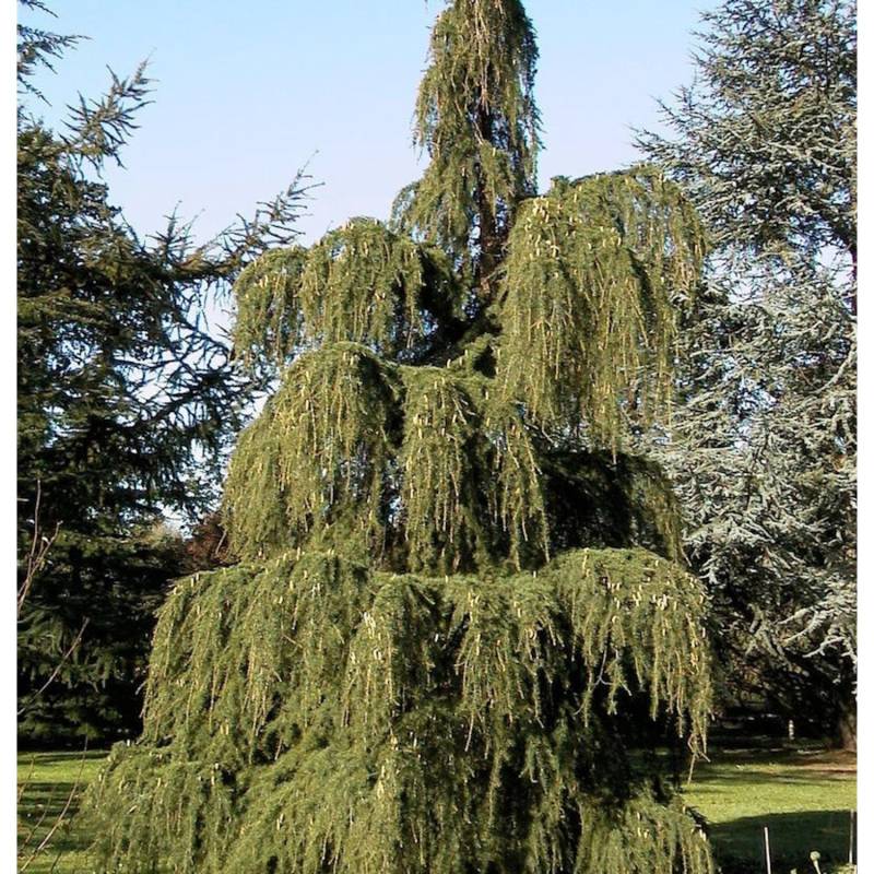 Trauer Lärche 125-150cm - Larix kaempferi pendula von Die Nr-01.de