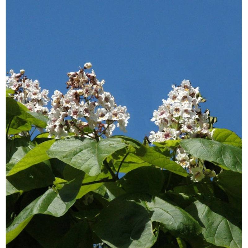 Trompetenbaum 125-150cm - Catalpa bignonioides von Die Nr-01.de