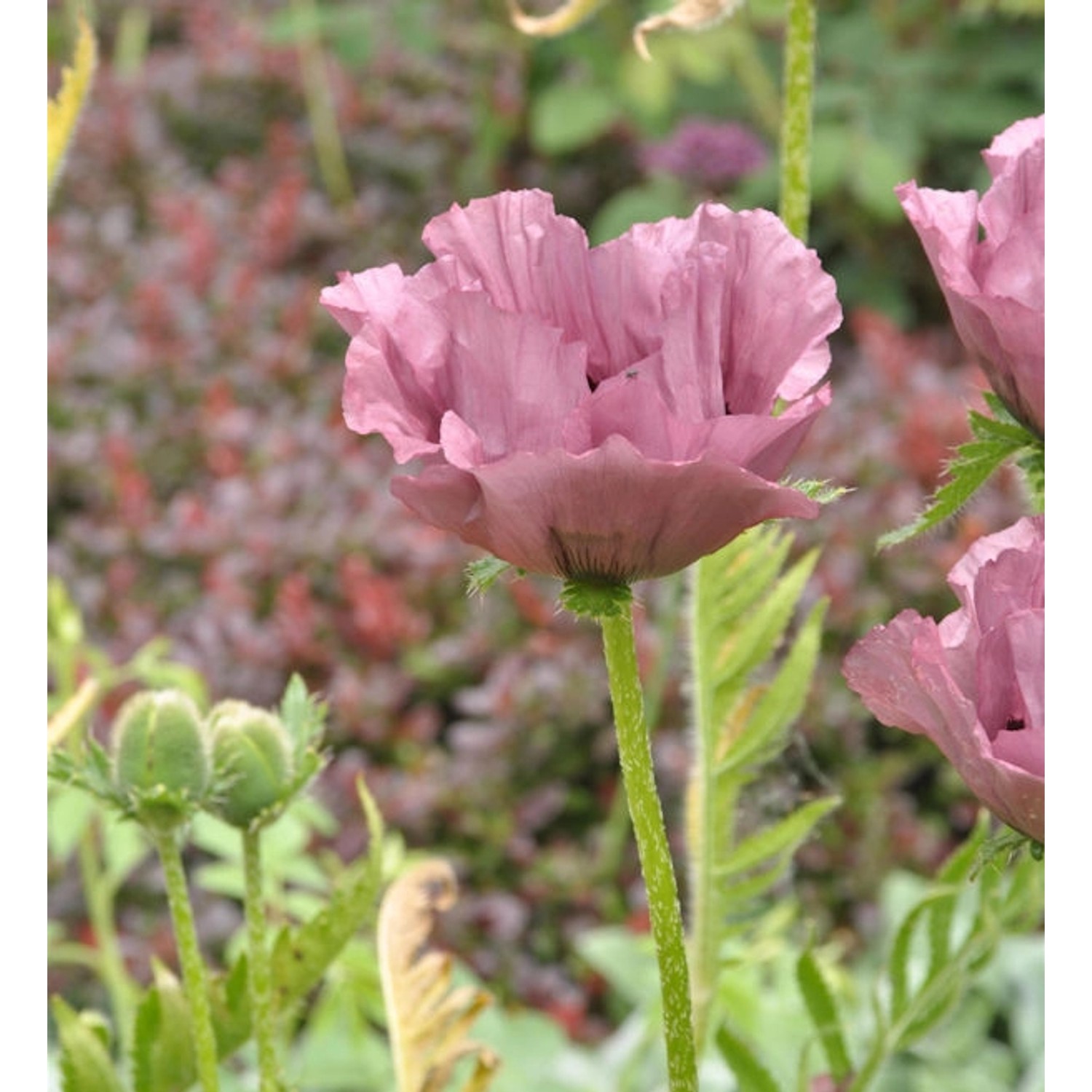 Türkischer Mohn Patty's Plum - Papaver orientale von Die Nr-01.de