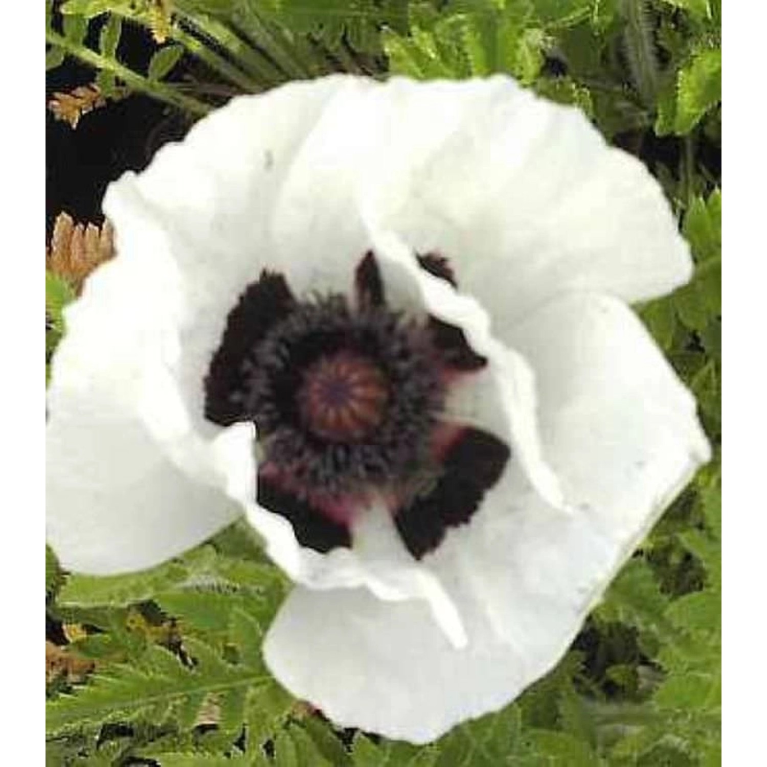 Türkischer Mohn Royal Wedding - Papaver orientale Türkischer Mohn Royal Wedding - Papaver orientale von Die Nr-01.de