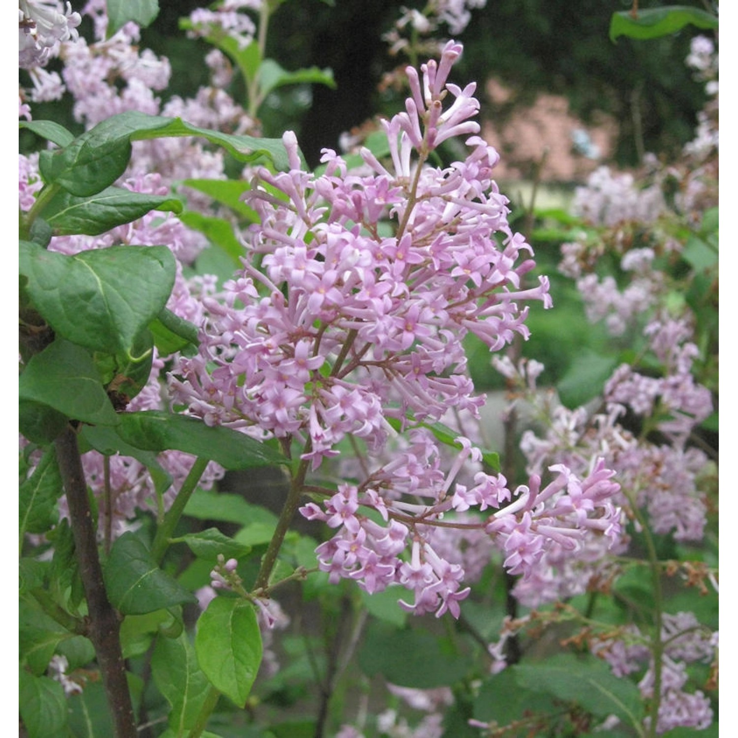Ungarischer Flieder 100-125cm - Syringa josikaea Ungarischer Flieder 100-125cm - Syringa josikaea von Die Nr-01.de