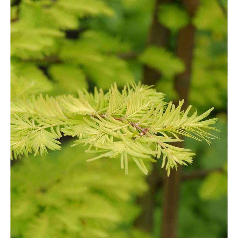 Urweltmammutbaum Chinesisches Rotholz Gold Rush 100-125cm - Sequoiadendron giganteum von Die Nr-01.de