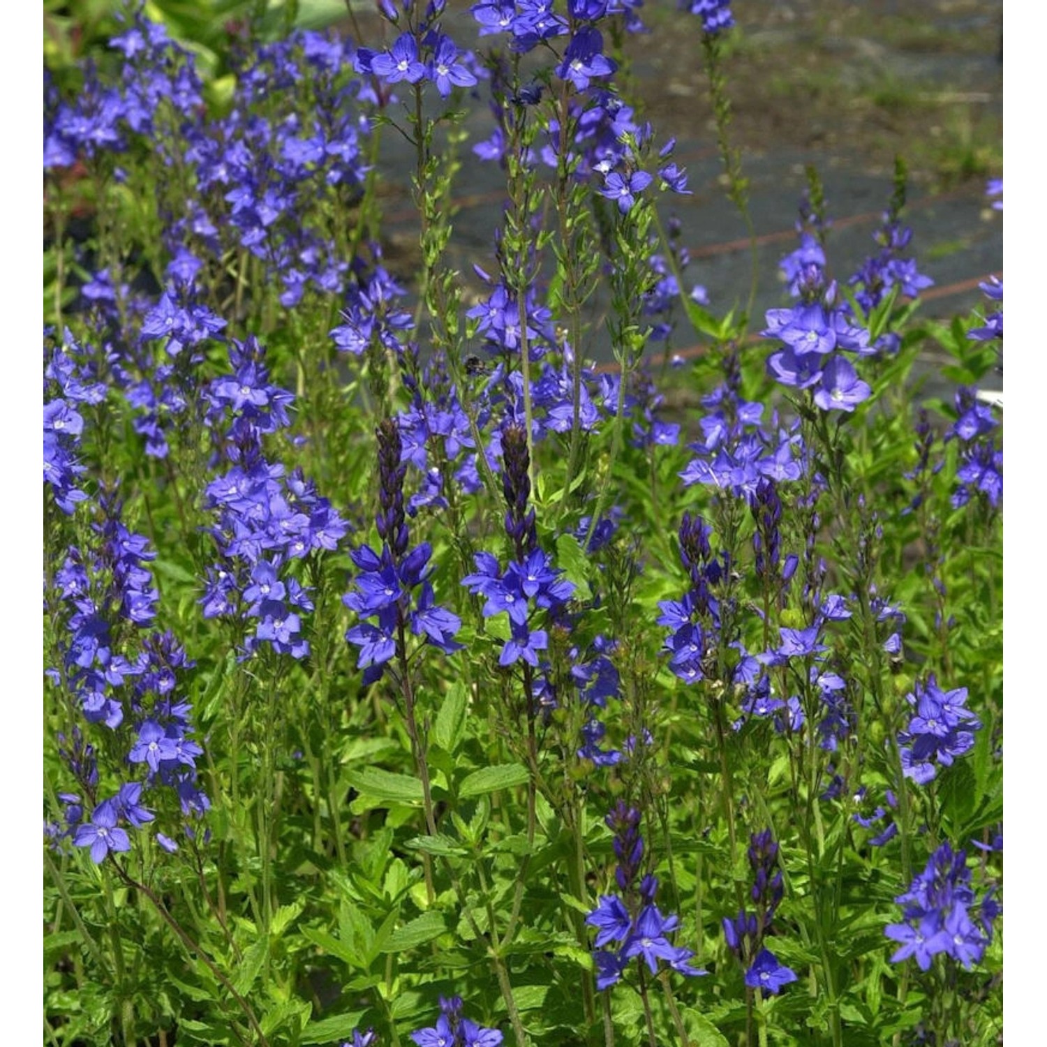 Veronika Österreichischer Ehrenpreis Royal Blue - Veronica austriaca Veronika Österreichischer Ehrenpreis Royal Blue - Veronica austriaca von Die Nr-01.de