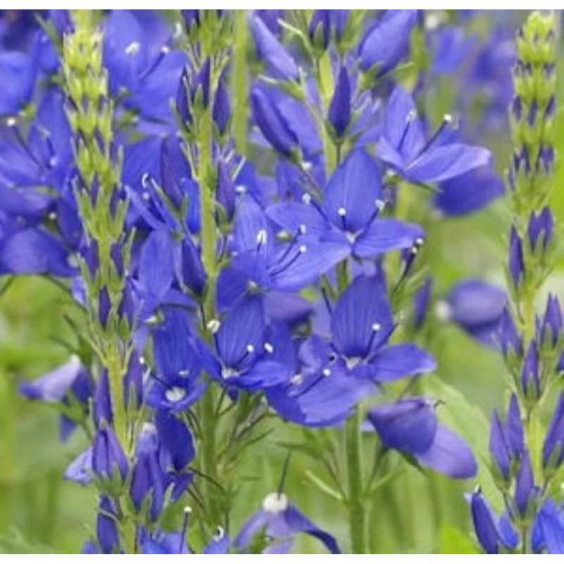 Veronika Österreichischer Ehrenpreis Shirley Blue - Veronica austriaca von Die Nr-01.de