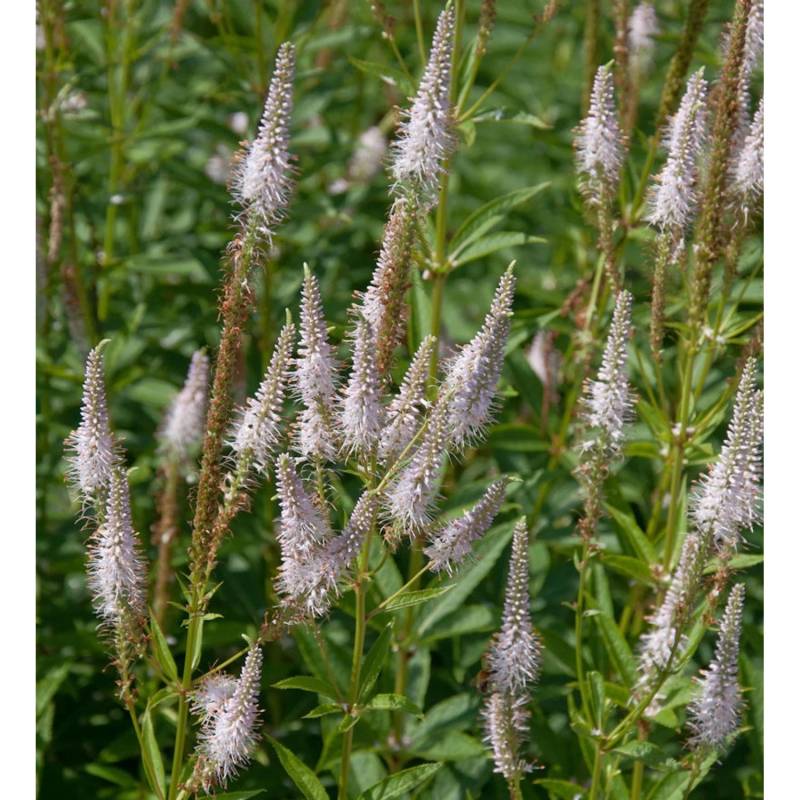 Virginischer Riesen Ehrenpreis Pink Glow - Veronicastrum virginicum von Die Nr-01.de